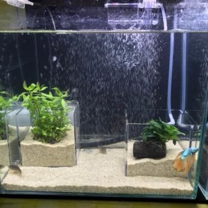 ショーベタのアクアリウムの水槽をcmキューブ水槽 3つに変更しました アクアリウム初心者には飼育の簡単なショーベタかミシシッピニオイガメがおすすめです ケラログ